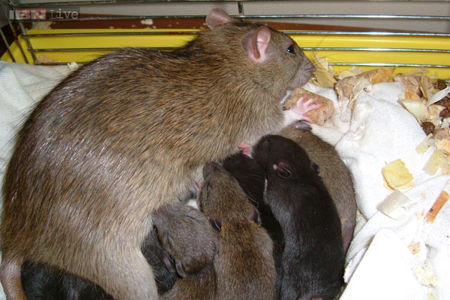 Rats bigger than sheep could roam Earth in future - News18