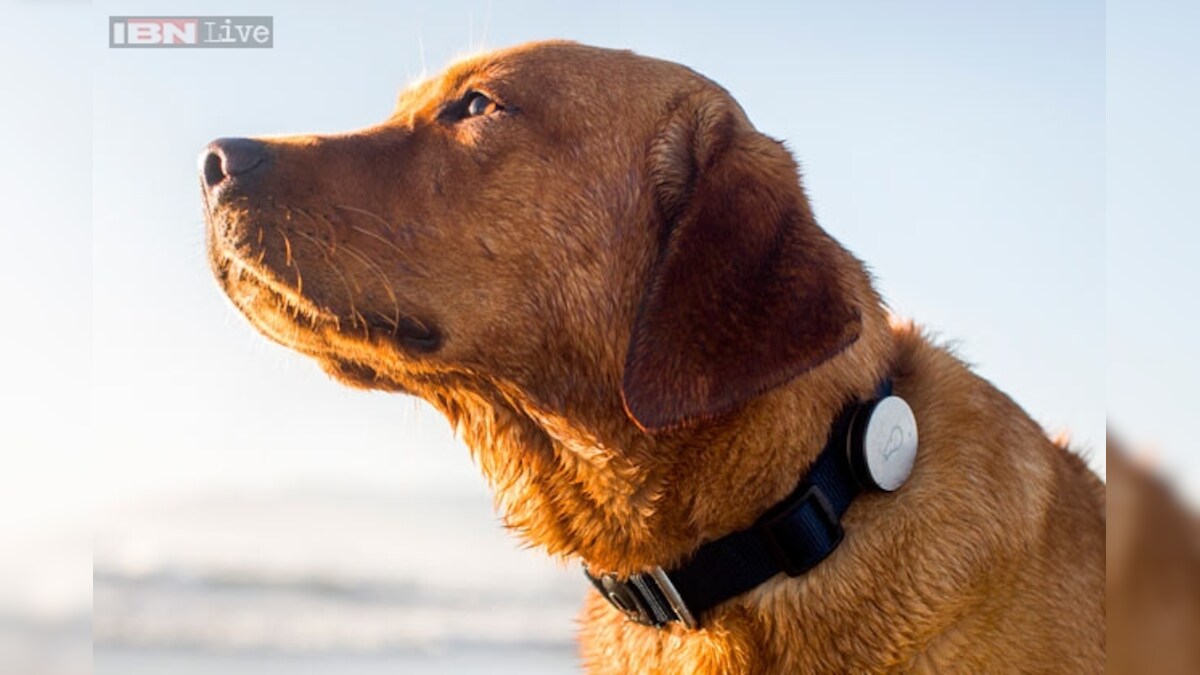 step tracker for dogs