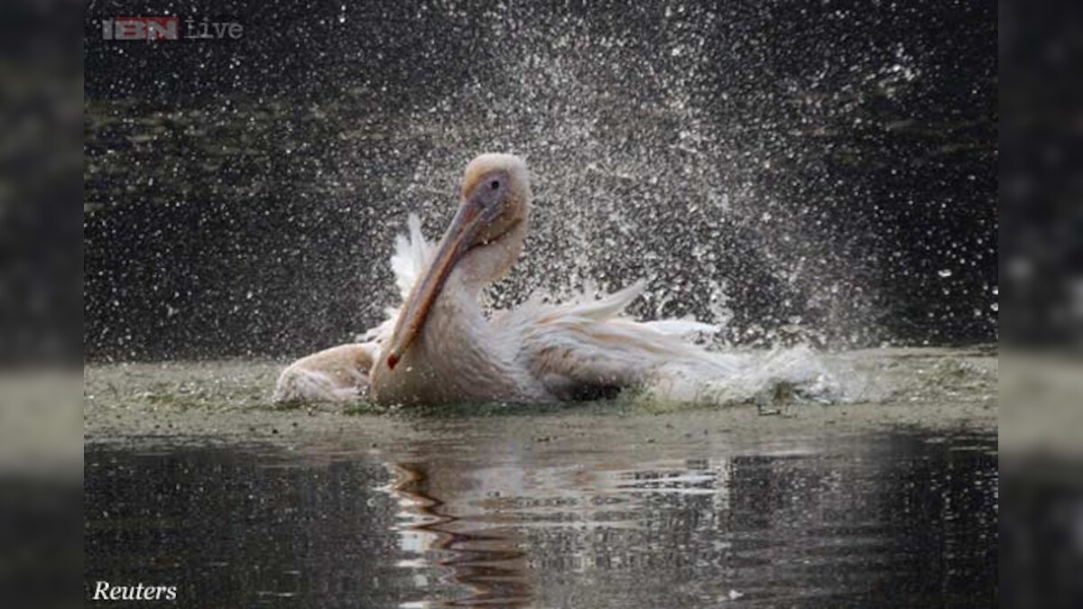 Zoo animals get coolers, special diet to beat the heat News18