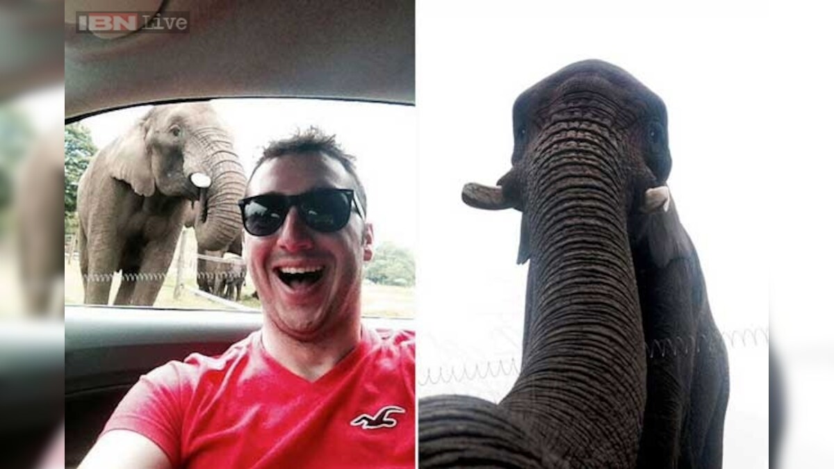 Here's the world's first 'Elphie'! Now elephants join the buzz by