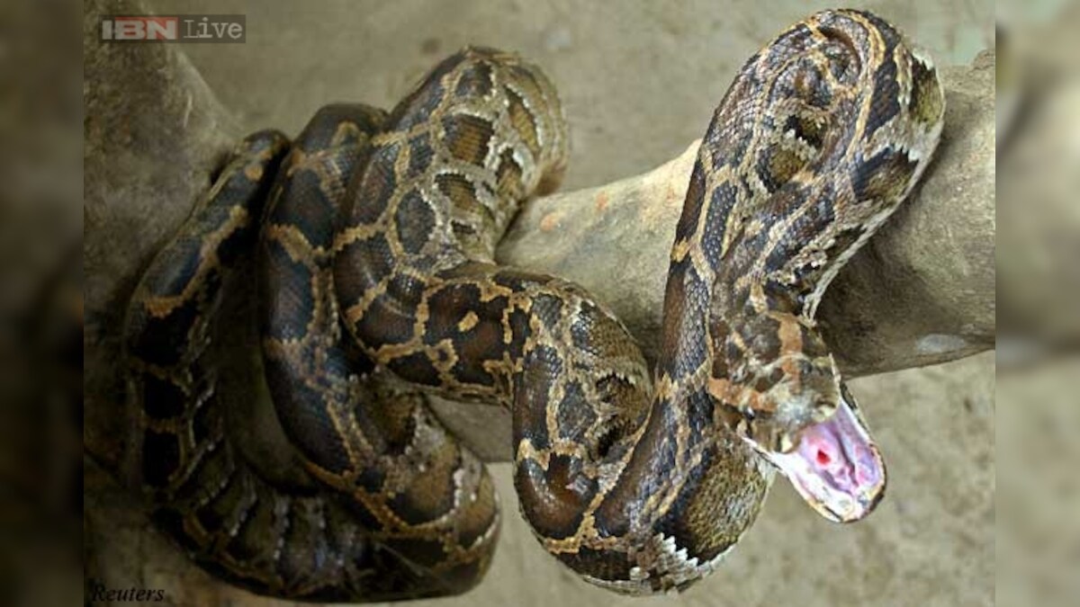 Woman Bitten By 6 Foot Python Hiding In Toilet Bowl 5959