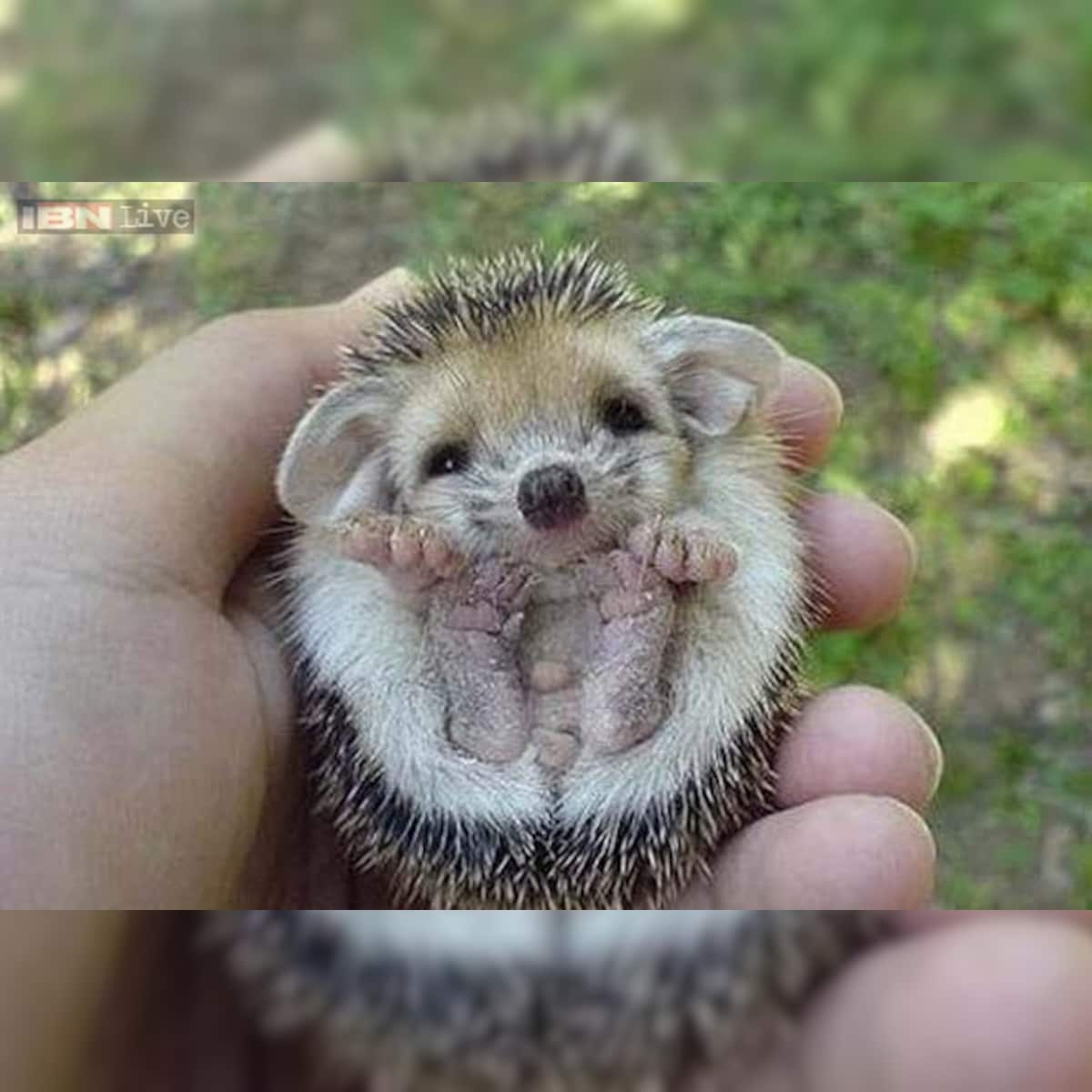 Baby Hippos Hedgehogs Rats Octopuses Foxes Unbelievably Cute And Unusual Baby Animals That Will Make You Go Squeee