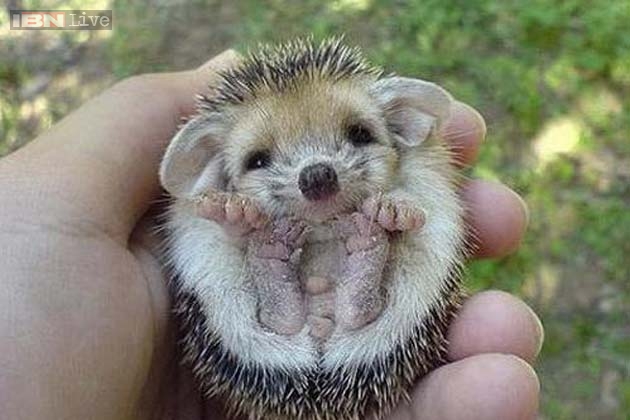 Baby hippos, hedgehogs, rats, octopuses, foxes: 20 unbelievably cute ...