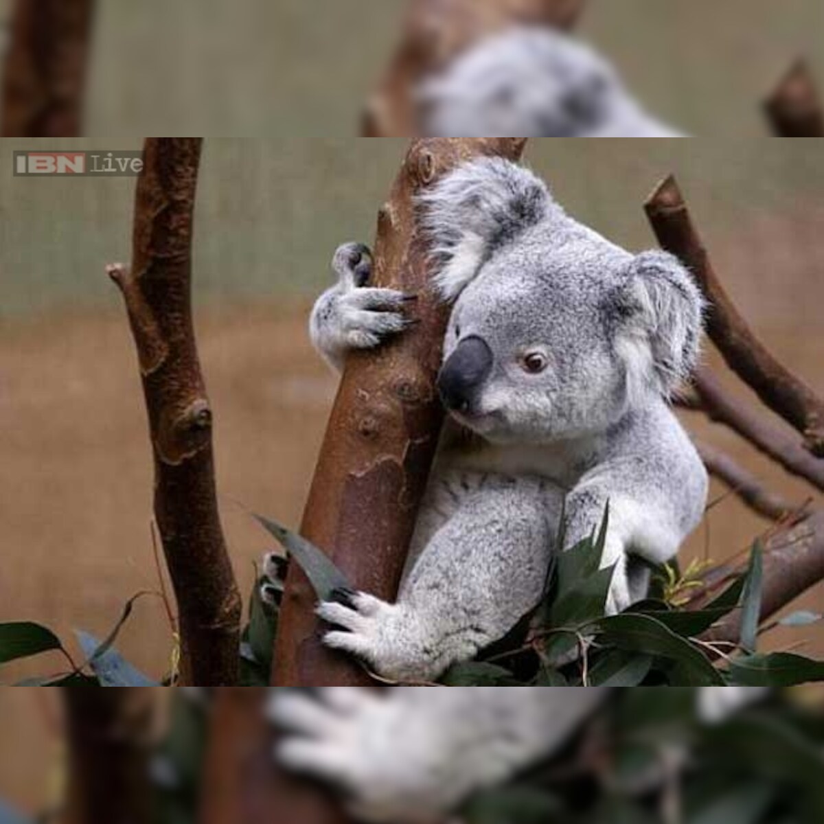 Hugging trees make Koala bears cooler! Hugging trees make Koala bears cooler!
