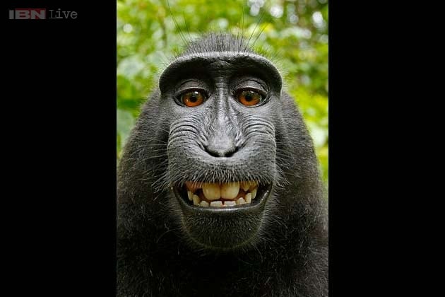 Cute Wild Monkey Image & Photo (Free Trial) | Bigstock