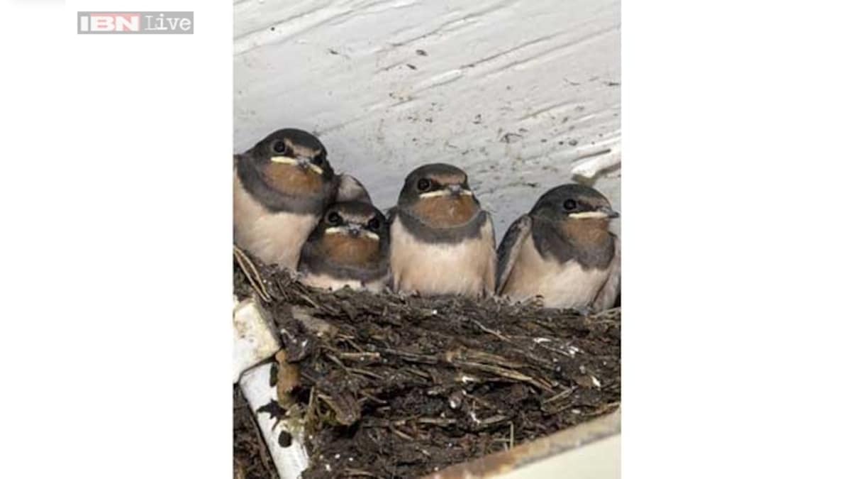 Birds' nests land Chinese man in soup Chinese Man caught smuggling 5