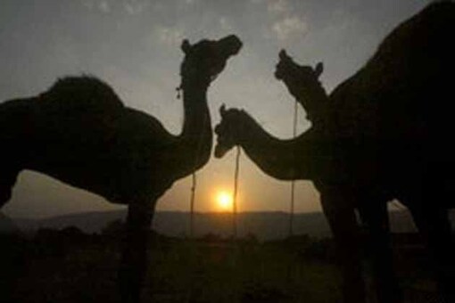 Camel made Rajasthan's state animal to check its decreasing number Camel made Rajasthan's state animal to check its decreasing number