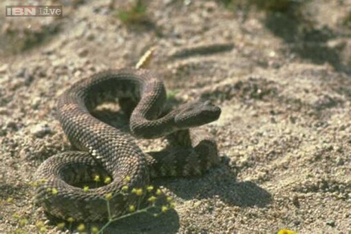 Beware! A snake may be dangerous for hours after its death