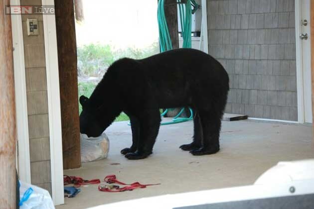 Sevierville Man'S Brave Stand: Shooting A Bear That Broke Into His House - 804icgk