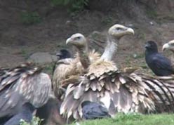 Vultures Face Extinction In Indian Subcontinent: UN Report - News18