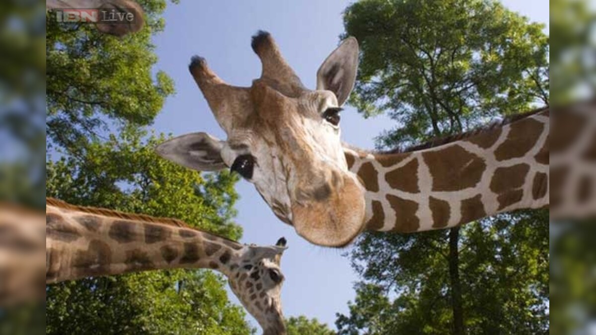 Who packed giraffes on a military plane for delivery to Qatar? Interpol