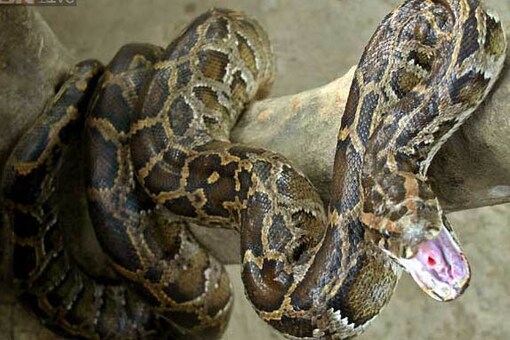 Chinese student held for trying to raise nine pythons at home