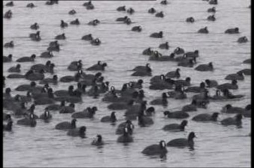 Kashmir's Hokersar lake major faces threat from encroachments - News18