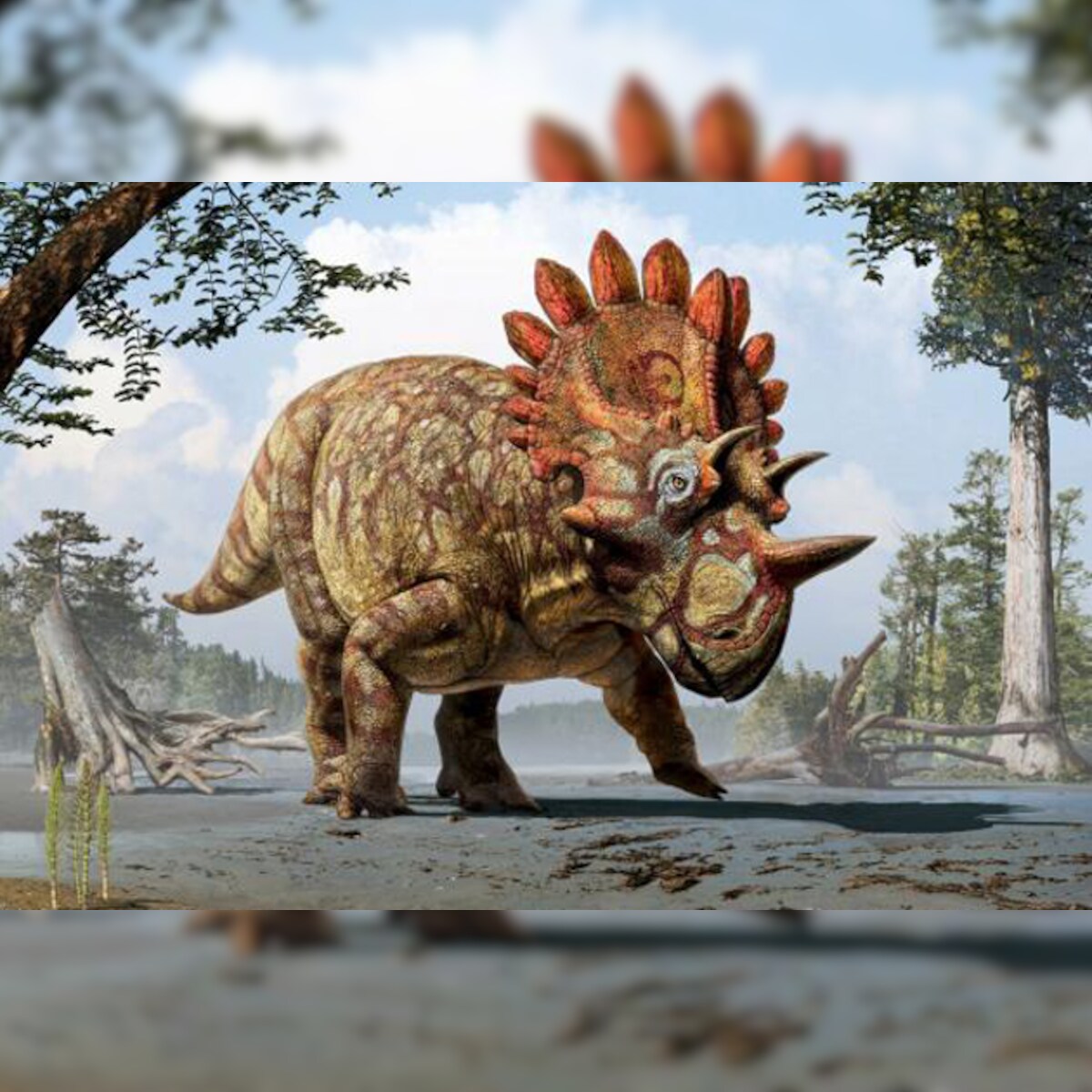 Meet Hellboy The Dinosaur With Exotic Horns And Frill Meet Hellboy The Dinosaur With Exotic Horns And Frill