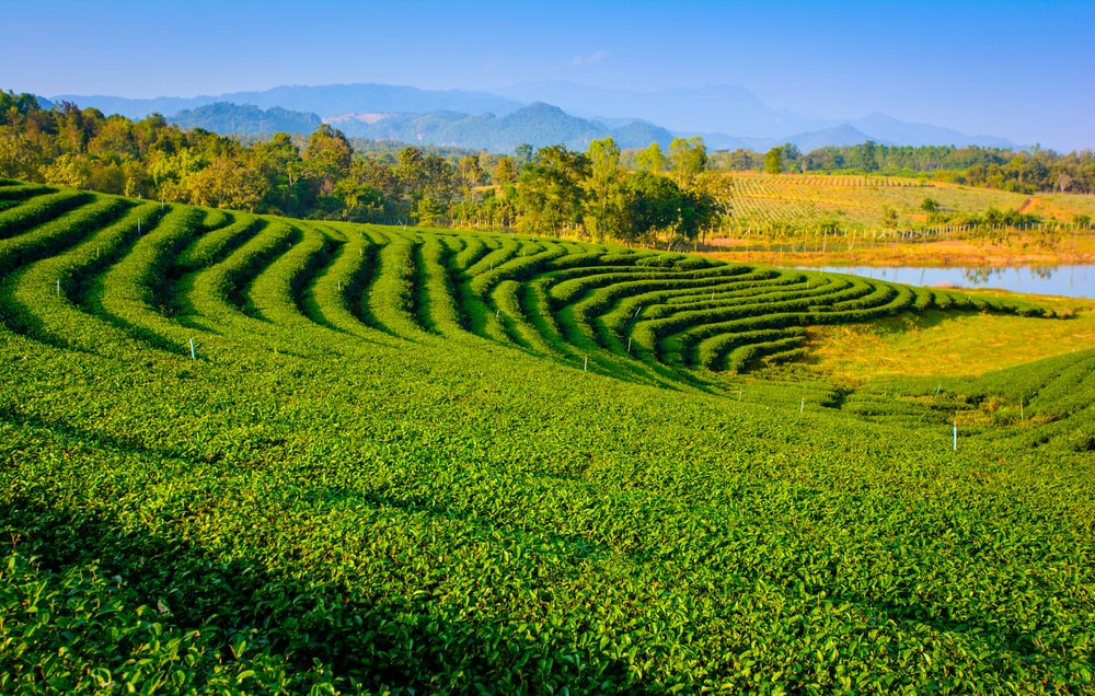 Scenic Beauty Meaning In English