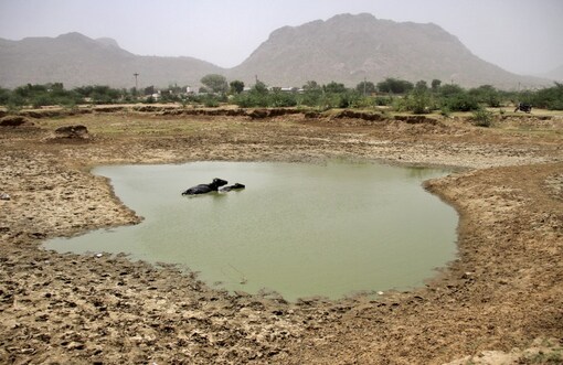 In this file photo, buffaloes sit in a lake on a hot summer day near Ajmer. (Photo: Reuters)