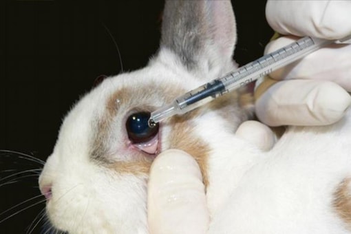 India to ban repeat animal tests for drugs already approved abroad