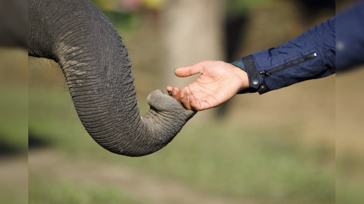World Elephant Day: 14 facts about the majestic animal you might not be  aware of