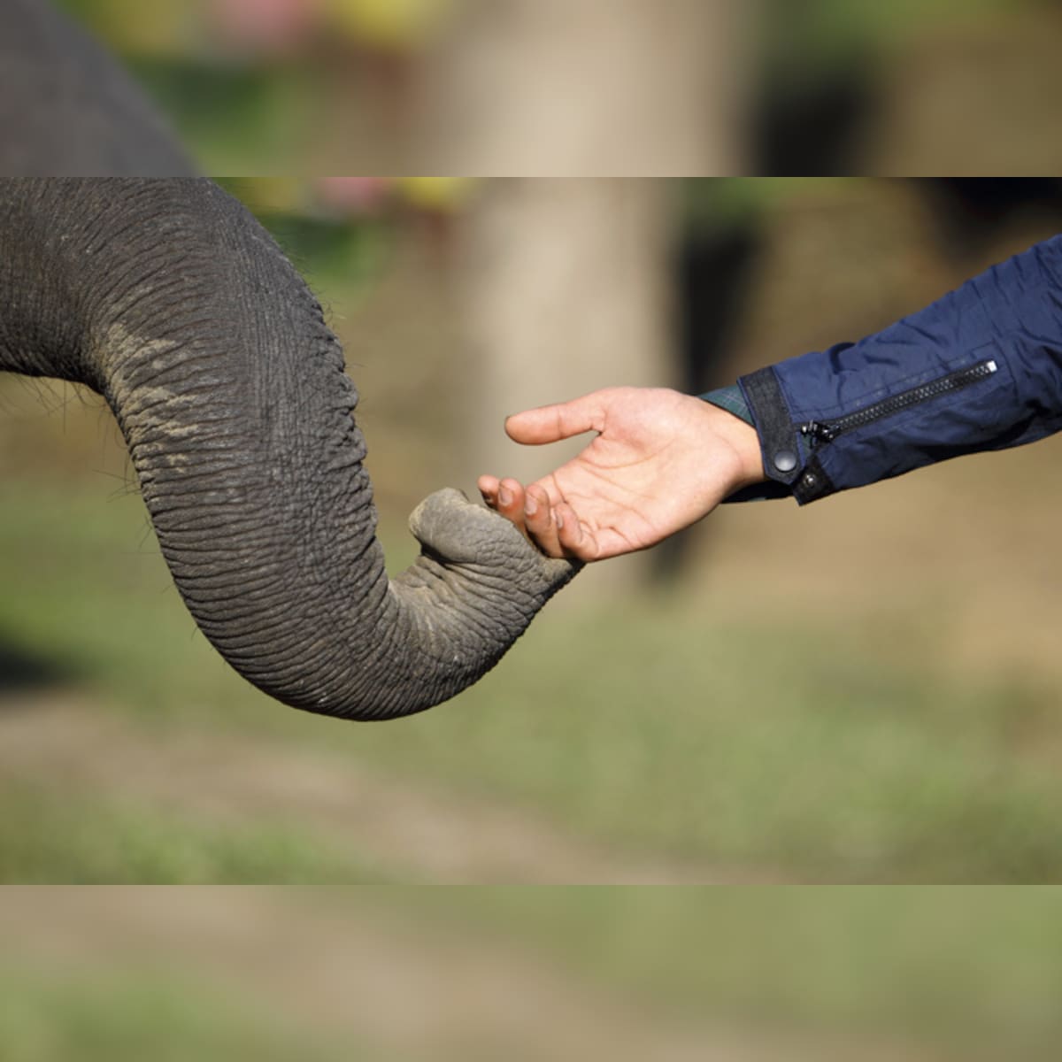 World Elephant Day: 14 facts about the majestic animal you might not be aware of World Elephant Day: 14 facts about the majestic animal you might not be aware of