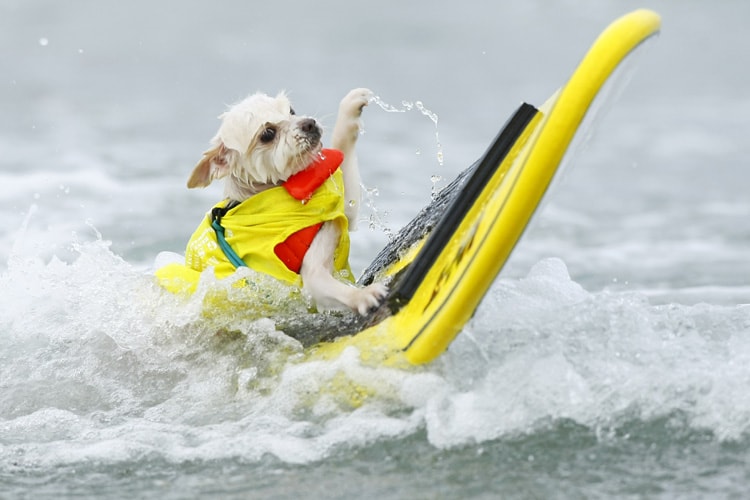 These dogs on surfboards are bound to give you a cuteness overload - News18