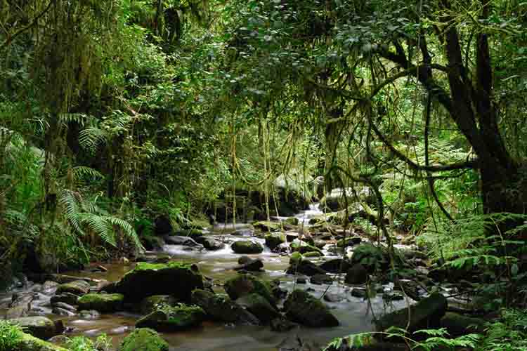 10 tropical rain forests that you should visit at least once in