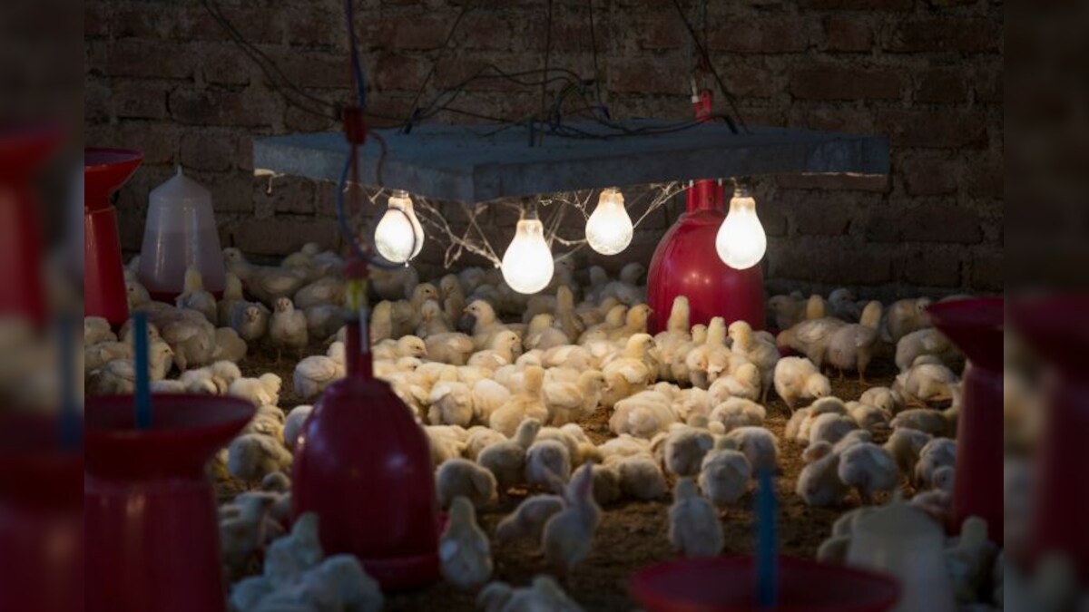 Karnataka does a uturn on meat ban, Punjab bans sale in Patiala and