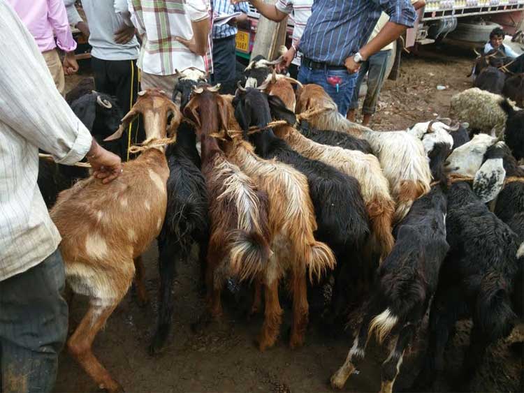 How a Whatsapp message is saving goats this Bakr-Eid - News18