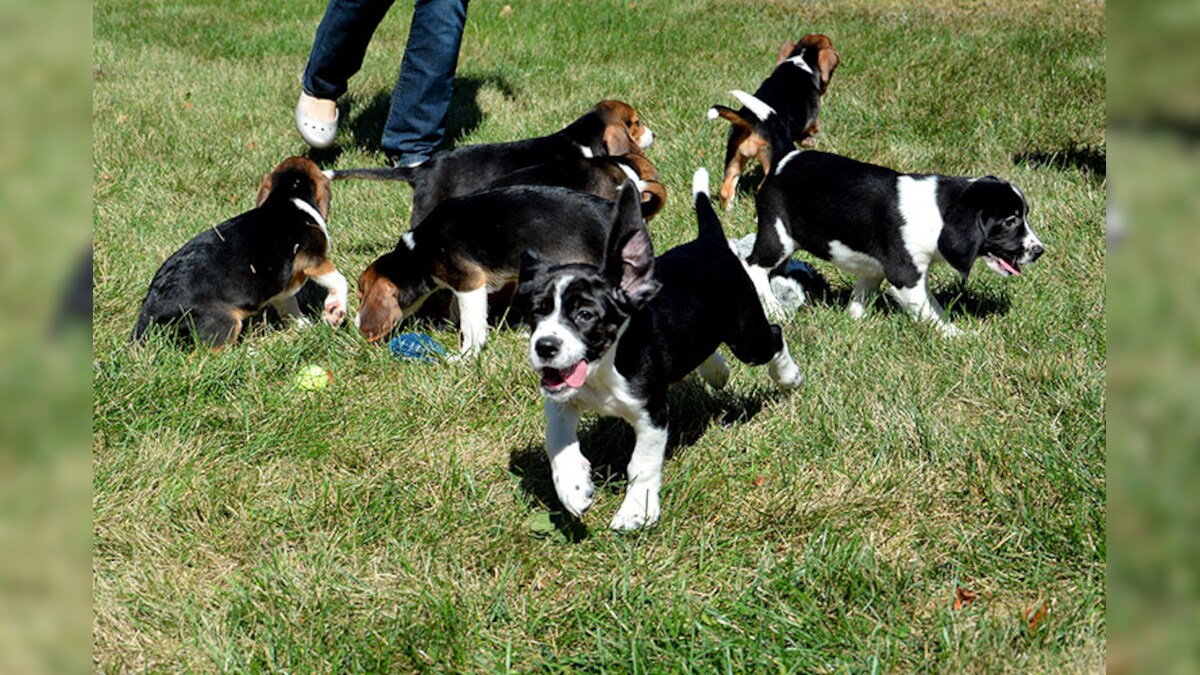 First litter of test tube puppies born News18