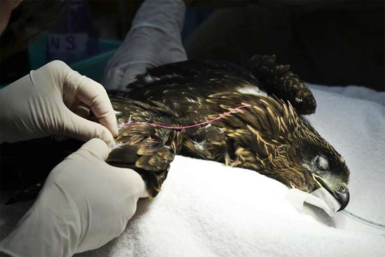 The other side of kite festivals: What the fatal manja did to these poor birds