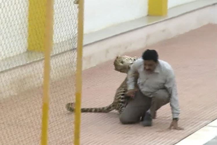 leopard-bengaluru