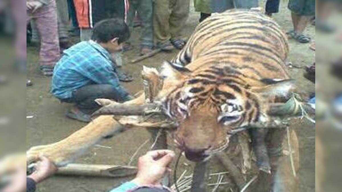 Villagers kill tiger in Dimapur village after it wounded a man