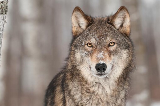 Wolves, Bonobos, Flamingos: Birds and animals that are way more romantic  than humans