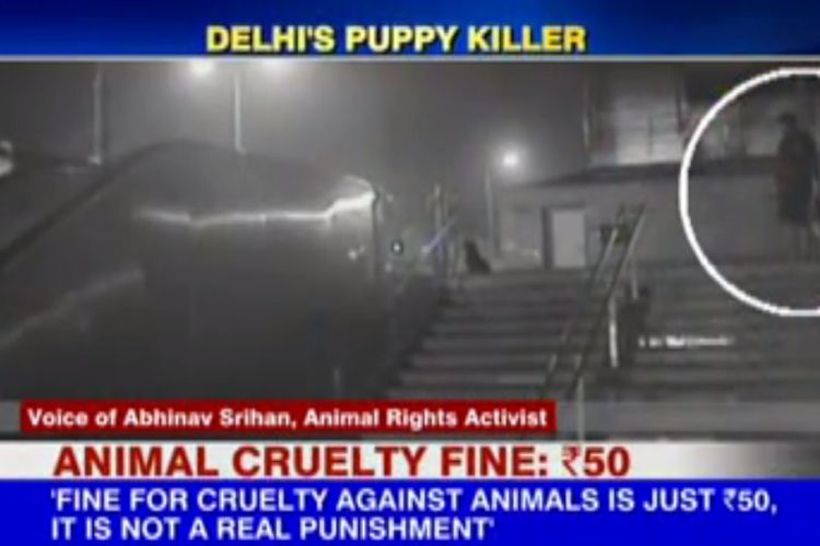 Watch: Gruesome Attack On Puppy, Stray Dogs In Delhi - News18