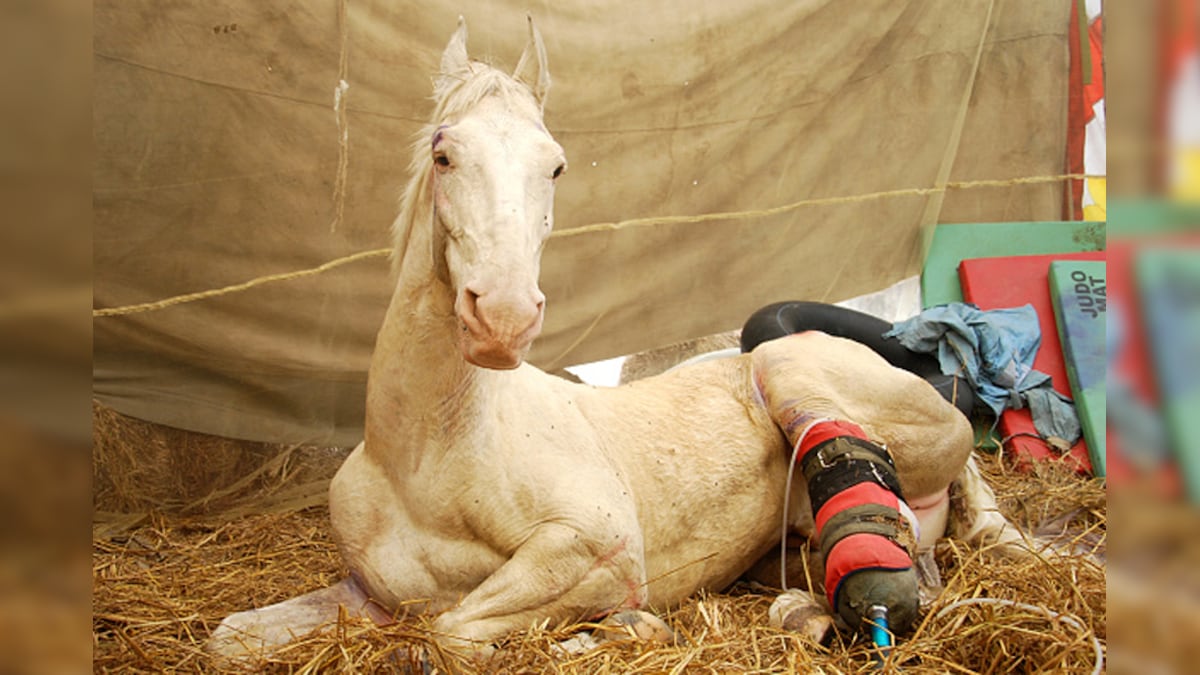 Injured During BJP Protest, Uttarakhand Police Horse Shaktiman Dies