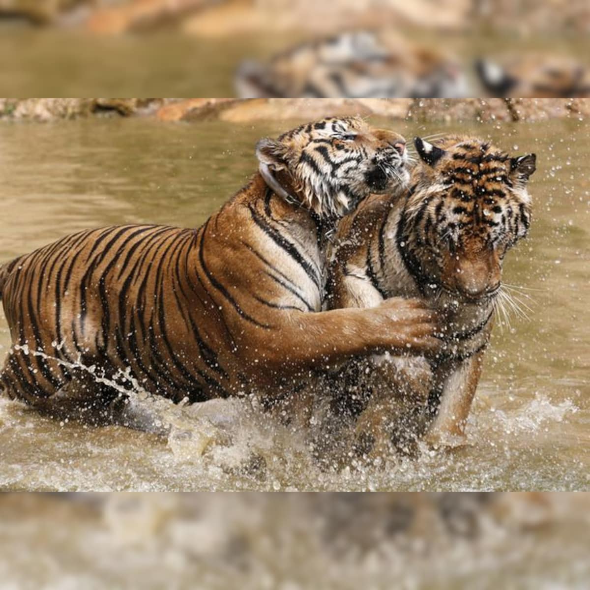 Sundarbans Has 182 Tigers: Report Sundarbans Has 182 Tigers: Report