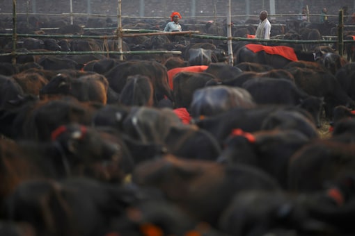 eating-beef-legal-in-maharashtra-slaughter-ban-stays-bombay-hc