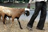 Kerala Tea Shop Owner Sells Goats to Contribute to CM Covid Relief Fund