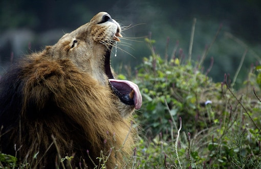 Don't Take Selfie With Lions, Gujarat Forest Dept Tells Tourists Don't Take Selfie With Lions, Gujarat Forest Dept Tells Tourists