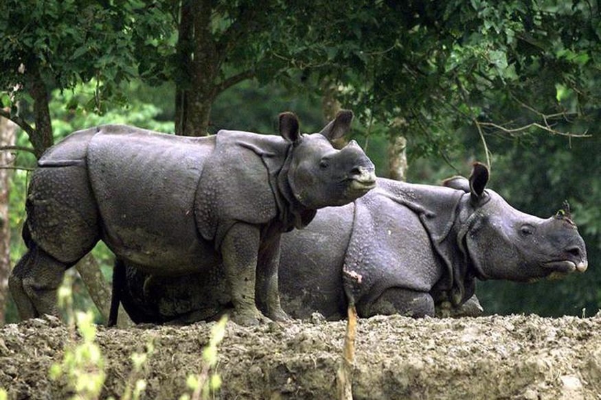 adult rhino weight