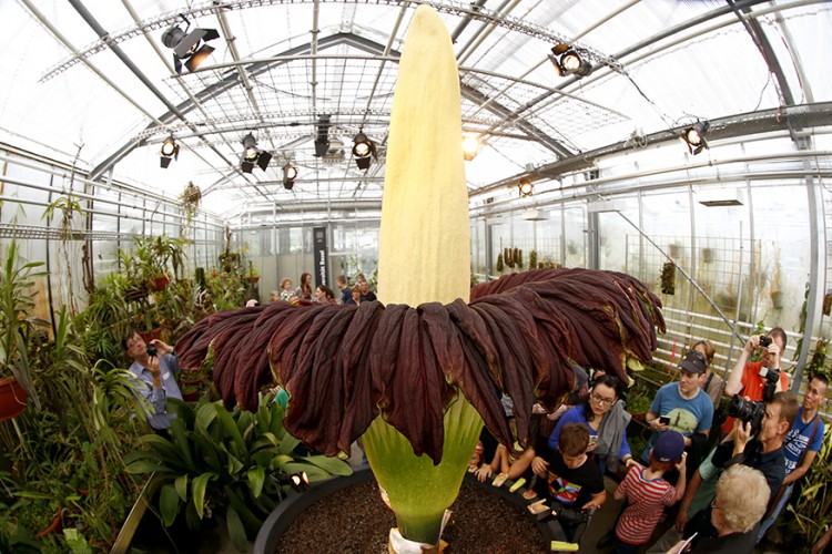 Corpse Flower Bloom After 9 Years; Brings Hundreds to Kerala Garden ...