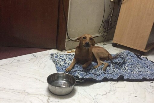 Dog-hurler Medico, Friend Arrested by Tamil Nadu Police Dog-hurler Medico, Friend Arrested by Tamil Nadu Police