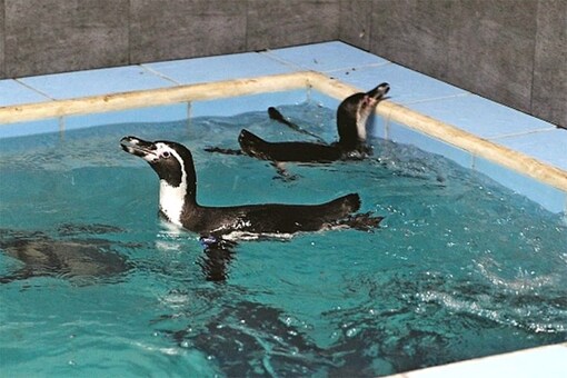 Byculla Zoo in Mumbai Gets Humboldt Penguins as New Members Byculla Zoo in Mumbai Gets Humboldt Penguins as New Members