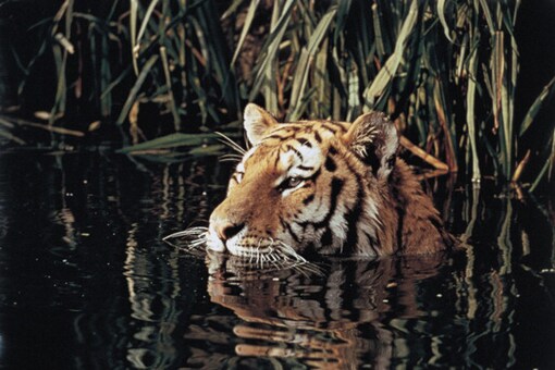 A tiger in the wild. (Getty Images)