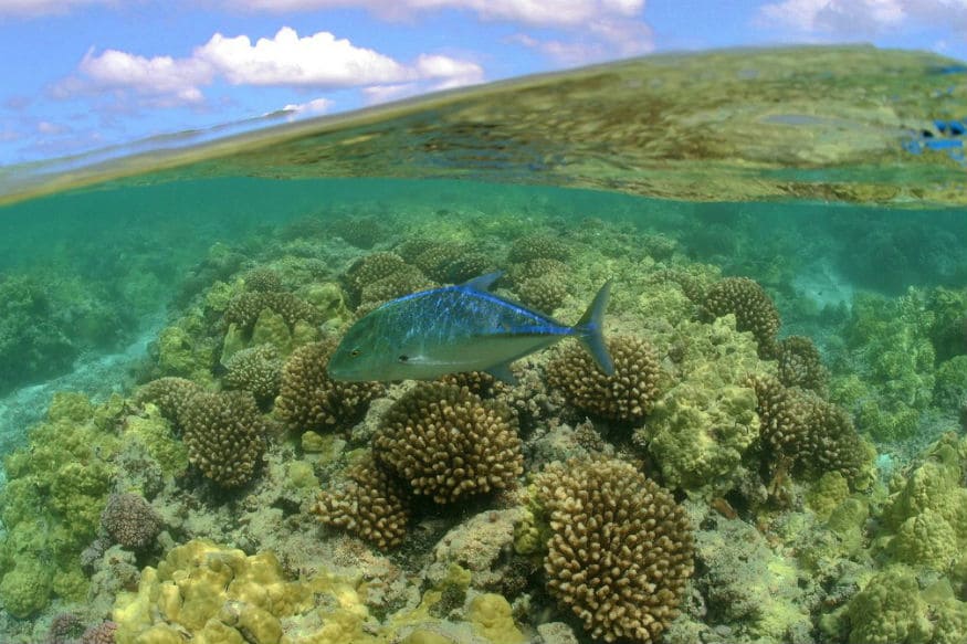 us-creates-world-s-largest-marine-protected-area