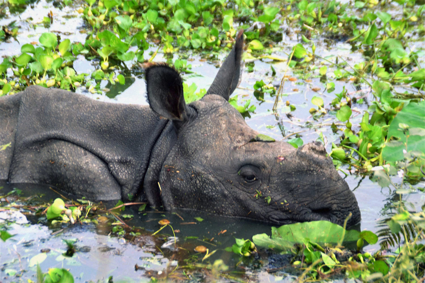 Assam Floods: Wild Animals on the Loose as 80% of Kaziranga Submerged ...