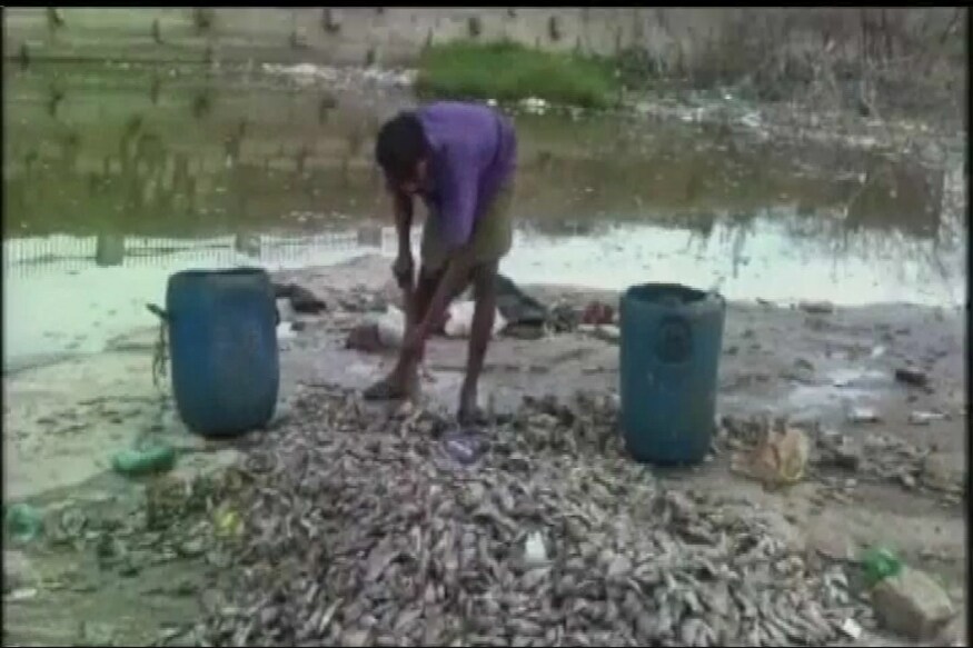 Hundreds of Fish Found Dead in Temple Tank in Madurai