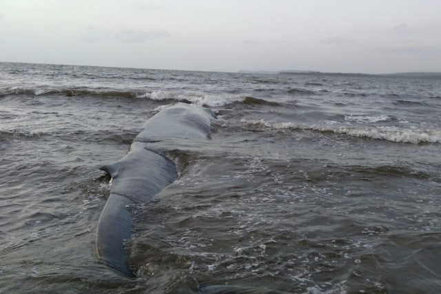 The blue whale that was rescued in Maharashtra's Ratnagiri (Picture courtesy: Maharashtra Forest Department)