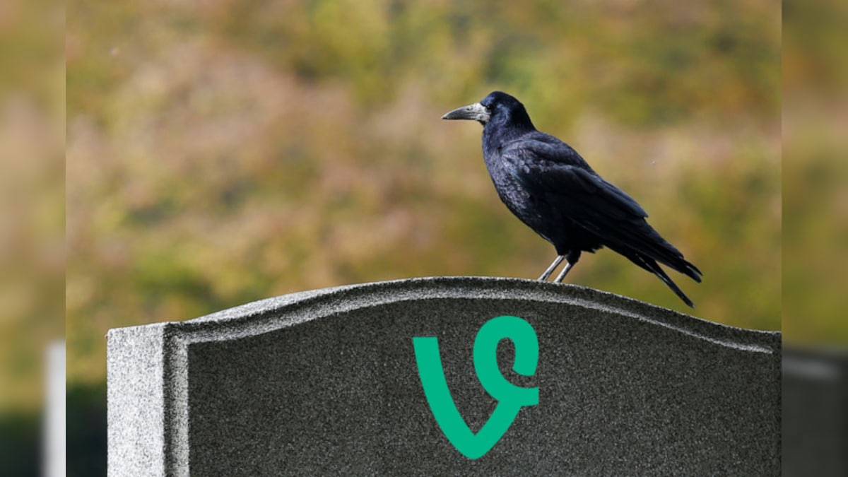 Twitter Kills Vine Here are 10 Best Vines You Can't Miss