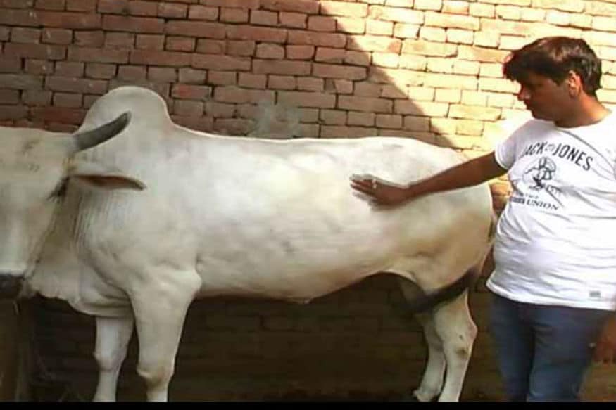 Cow Corner: Farmers Use e-Commerce Platform to Sell Cattle
