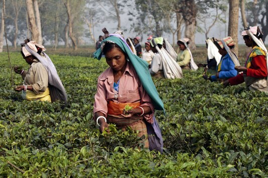 Tea plantation workers pluck tea leaves in Sukana teagarden estate on the outskirts of the eastern Indian city of Siliguri February 15, 2010. (Photo Courtesy: REUTERS/Rupak De Chowdhuri) (Representative image) Tea plantation workers pluck tea leaves in Sukana teagarden estate on the outskirts of the eastern Indian city of Siliguri February 15, 2010. (Photo Courtesy: REUTERS/Rupak De Chowdhuri) (Representative image)